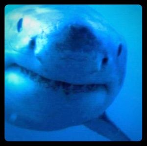 Meet your Posher, Sally